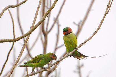 Long-tailed Parakeets