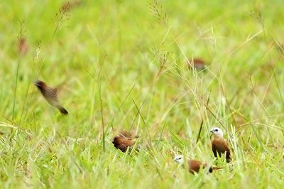 Munia