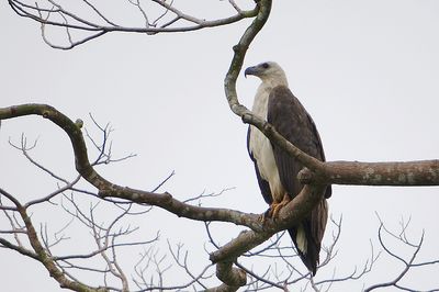 White Bellied Sea Eagle (Haliaeetus leucogaster)