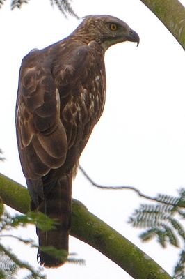 Pale Morph - Changeable Hawk Eagle (Spizaetus cirrhatus)