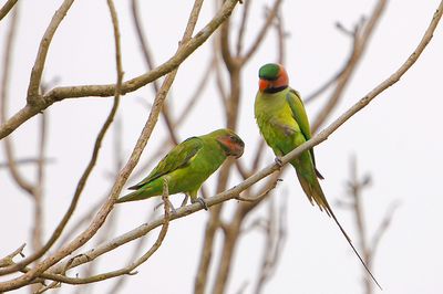 DSC_9532.jpg