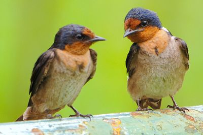 DSC_9497.jpg