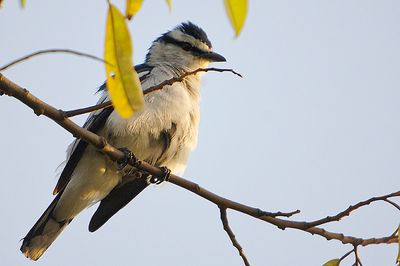 DSC_1265.jpg