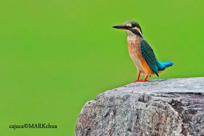 Common Kingfisher (Alcedo atthis), juvenile