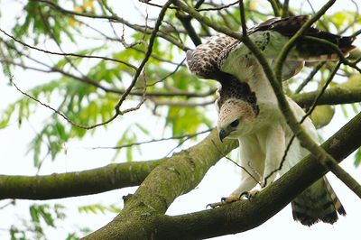 Pale Morph - changeable hawk eagle
