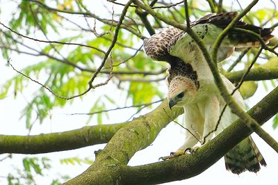 Changeable Hawk Eagle (Spizaetus cirrhatus)