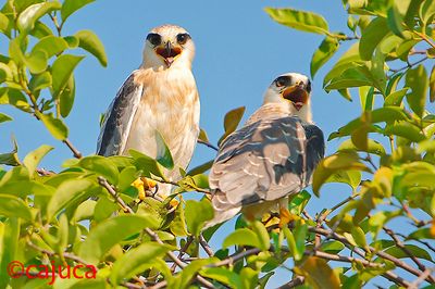 DSC_2606bsk.jpg