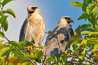 DSC_2634bsk.jpg