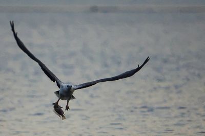 DSC_2967n.jpg