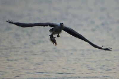 DSC_2969n.jpg
