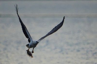 DSC_2970n.jpg
