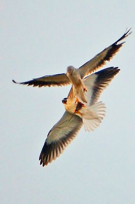 Black-winged Kite (Elanus caeruleus)