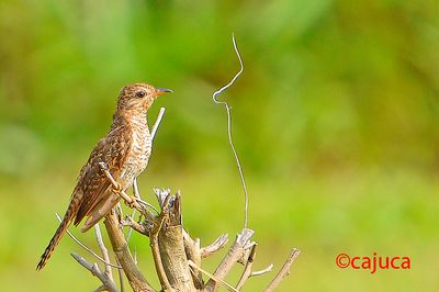 Plaintive Cuckoo (Cacomantis merulinus).