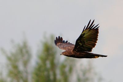 DSC_4283bm_chh.jpg