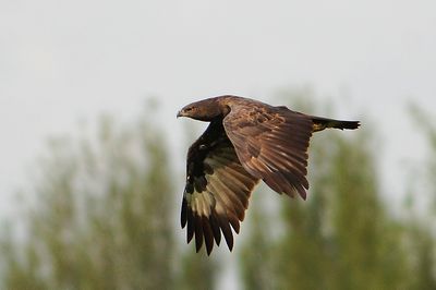 DSC_4284bm_chh.jpg