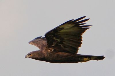 DSC_4285bm_chh.jpg