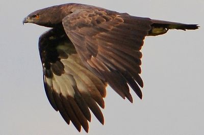DSC_4287bm_chh.jpg