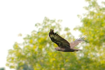DSC_4294be.jpg
