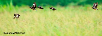 Javan Myna ( Acridotheres javanicus )