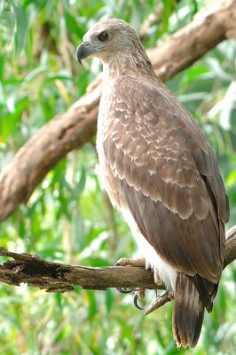 Grey-headed Fish-Eagle, Juvenile