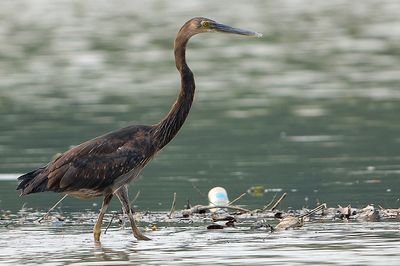  Great-billed Heron (Ardea sumatrana)