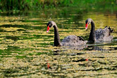 Black Swan ( Cygnus atratus )