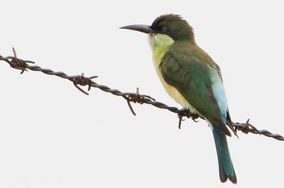 Blue-throated Bee-Eater (Merops viridis), Juvenile