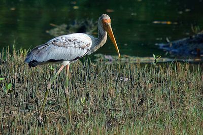 DSC_3504PS.jpg
