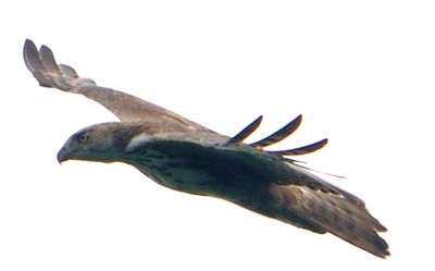 DSC_9135chh.jpg