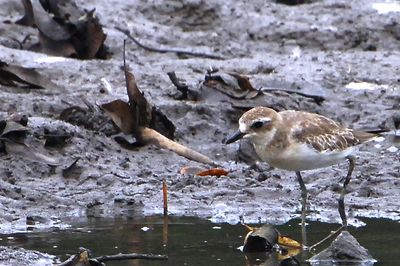 Lesser Sandplover ( Charadrius mongolus )