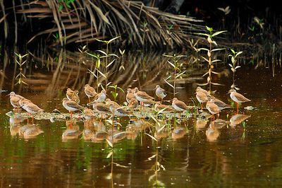 Common Redshank ( Tringa totanus )