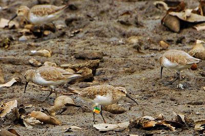 Curlew Sandpiper ??