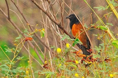 Lesser Coucal  ( Centropus bengalensis )