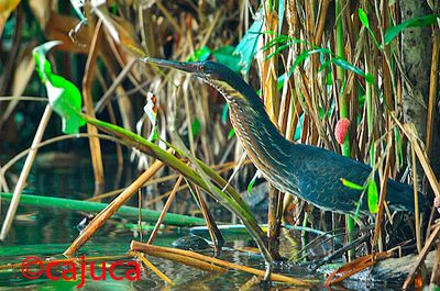 Black Bittern ( Ixobrychus flavicollis )