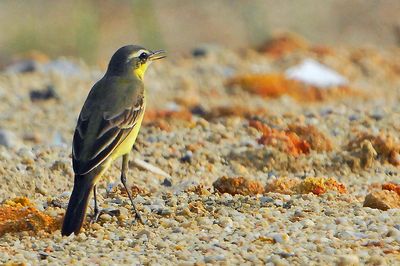Dsc_0665yw_2.JPG