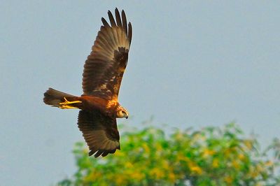 Dsc_0767EMH3.JPG