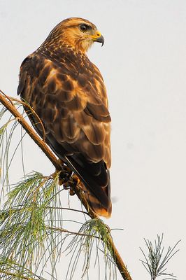 DSC_0469.jpg