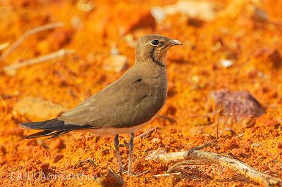 Oriental Pratincole ( Glaneola maldivarum )