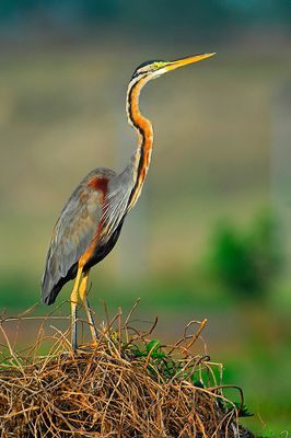 Dsc_1522ph.JPG