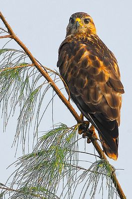 Common Buzzard ( Buteo buteo )