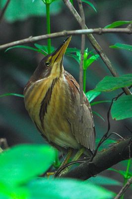 Von Schrenck's Bittern (Ixobrychus eurhythmus)