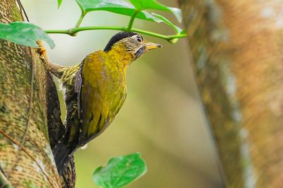 Laced Woodpecker ( Picus vittatus )