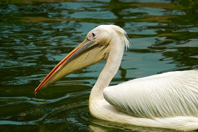 Family Pelecanidae: Pelicans