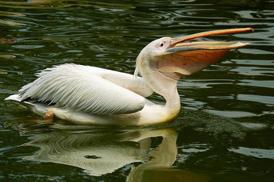 DSC_7083p.jpg