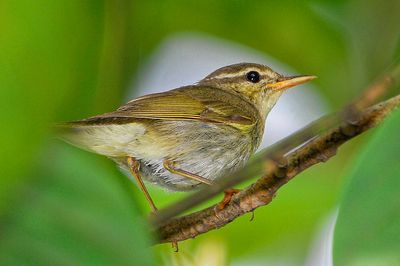 DSC_3321aw.jpg