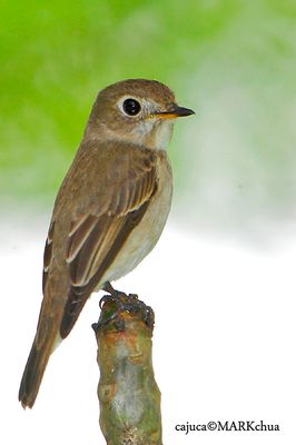 Asian Brown Flycatcher ( Muscicapa dauurica )