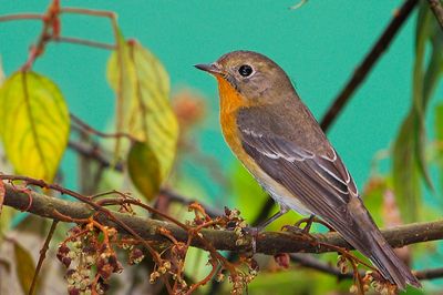 Mugimaki Flycatcher ( Ficedula mugimaki )