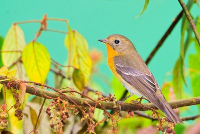 Mugimaki Flycatcher ( Ficedula mugimaki )