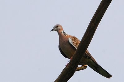 DSC_3538zd.jpg
