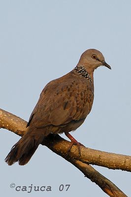 DSC_3686.jpg